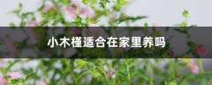 小木槿适合在家里养吗