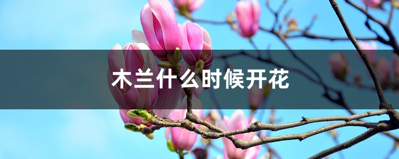 木兰什么时候开花 木兰什么时候开花