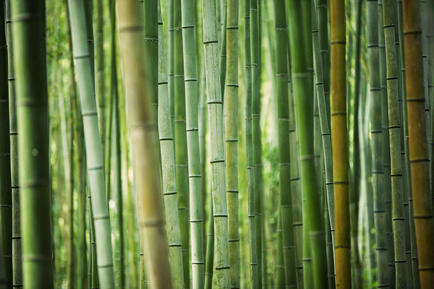 竹子 竹子