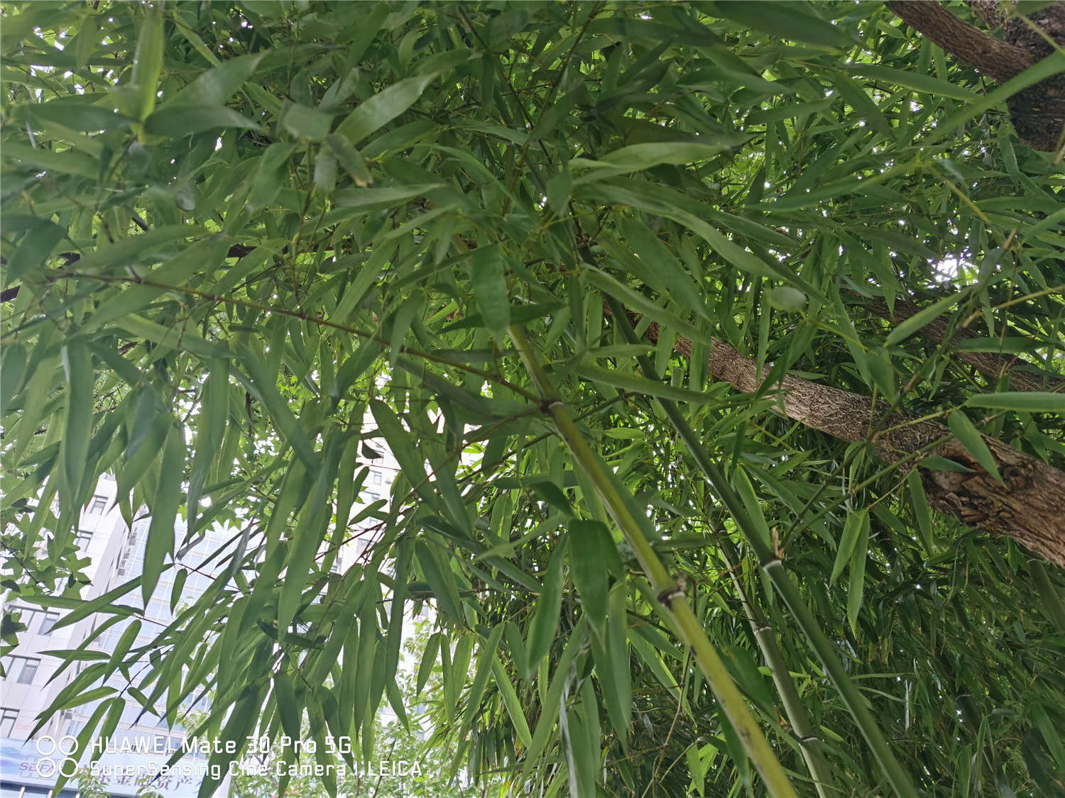 竹子 竹子