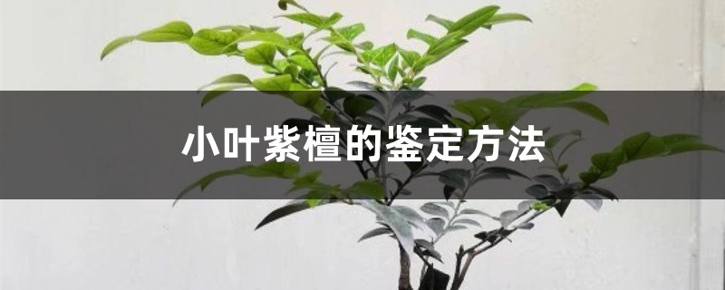 小叶紫檀的鉴定方法 小叶紫檀的鉴定方法
