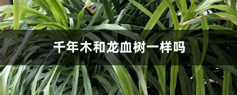千年木和龙血树一样吗 千年木和龙血树一样吗