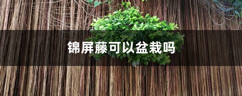 锦屏藤可以盆栽吗 锦屏藤可以盆栽吗
