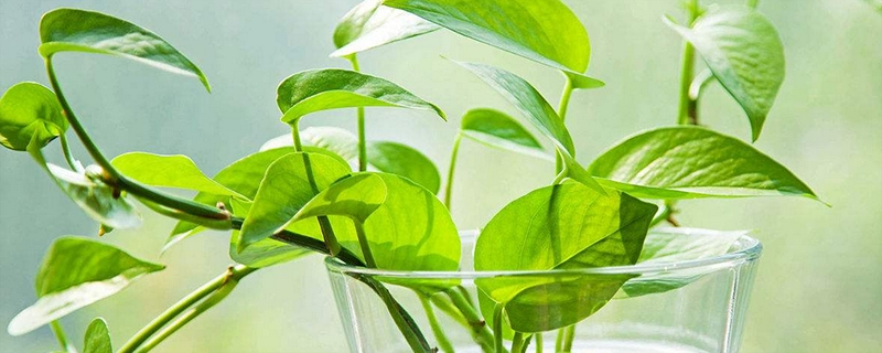 厨房适合摆放什么植物 厨房适合摆放什么植物