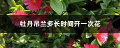 牡丹吊兰多长时间开一次花