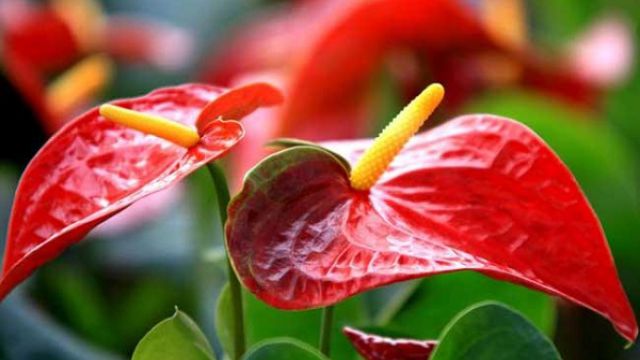 火鹤花和红掌有什么区别 火鹤花和红掌有什么区别