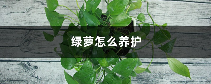 绿萝怎么养护 绿萝怎么养护