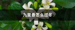 九里香怎么过冬