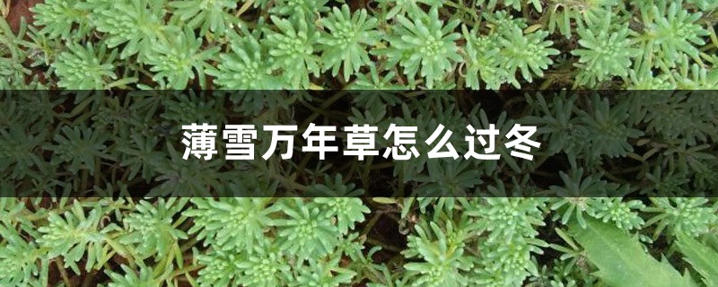 薄雪万年草怎么过冬 薄雪万年草怎么过冬