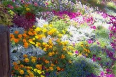 20种常见花卉，养在阳台颜色比彩虹还绚烂！