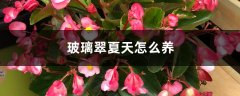 玻璃翠夏天怎么养