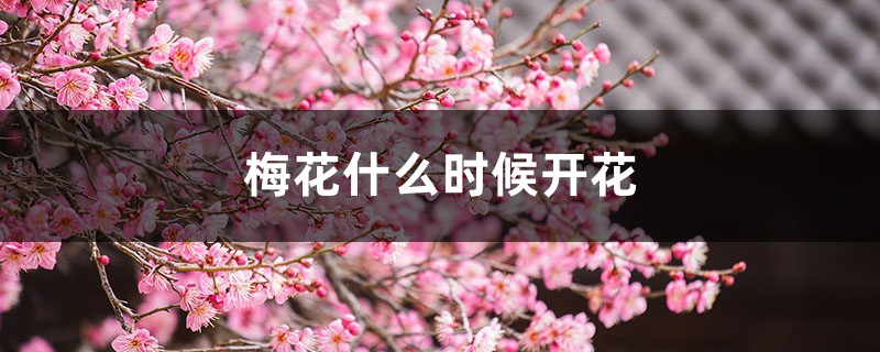 梅花什么时候开花 梅花什么时候开花