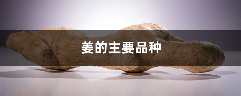 姜的主要品种 姜的主要品种