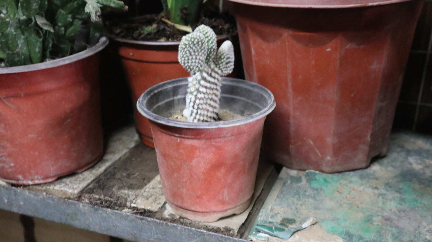 仙人掌 仙人掌