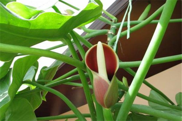绿宝石喜林芋什么时候开花 绿宝石喜林芋什么时候开花