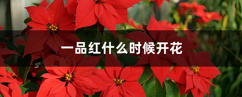 一品红什么时候开花? 一品红什么时候开花?