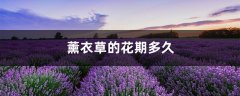 薰衣草的花期多久