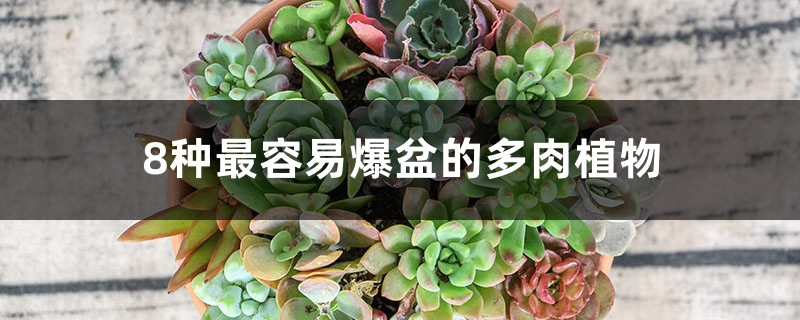 8种最容易爆盆的多肉植物 8种最容易爆盆的多肉植物