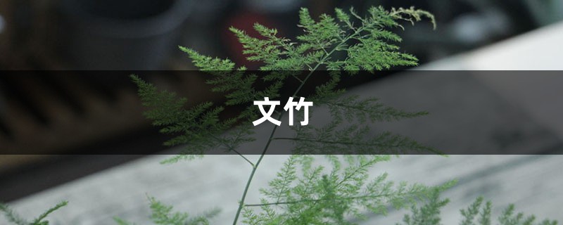 1棵文竹养10年，年年开花结果子！咋养的？