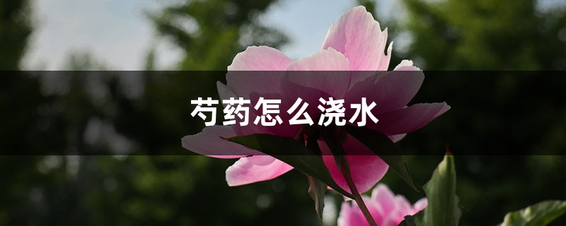 芍药怎么浇水，做好这两点是关键！