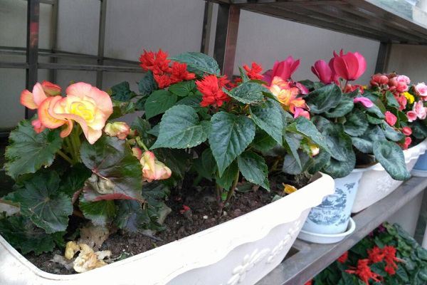 盆花不开花?土壤肥料很重要! 盆花不开花?土壤肥料很重要!
