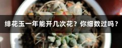 绯花玉一年能开几次花？你细数过吗？