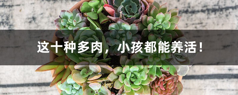 这十种多肉,小孩都能养活! 这十种多肉,小孩都能养活!