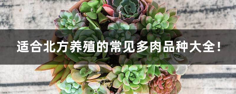 适合北方养殖的常见多肉品种大全! 适合北方养殖的常见多肉品种大全!