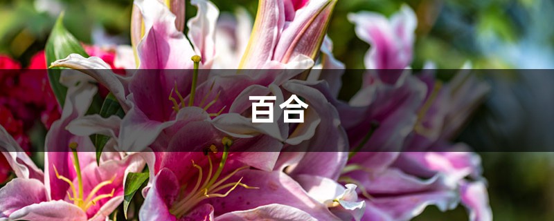 甄嬛传里的“催情”百合(狐尾百合)是这样养出来的! 甄嬛传里的“催情”百合(狐尾百合)是这样养出来的!