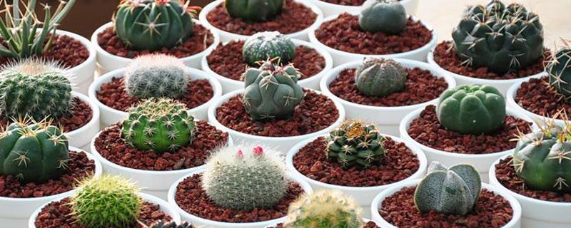 适合水养的室内植物花 适合水养的室内植物花