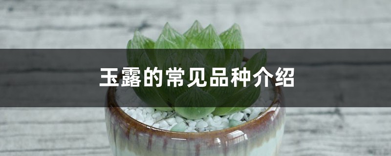 玉露的常见品种介绍 玉露的常见品种介绍