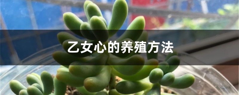 乙女心的养殖方法 乙女心的养殖方法