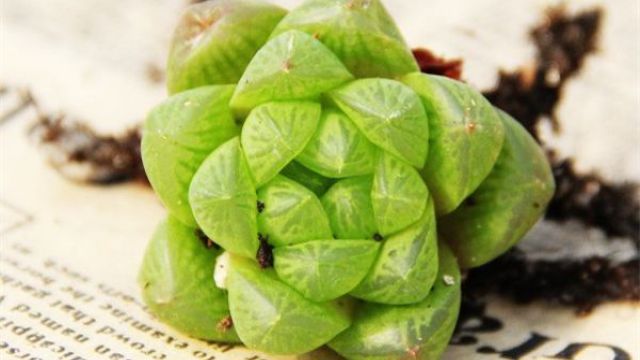 草玉露和姬玉露的区别 草玉露和姬玉露的区别