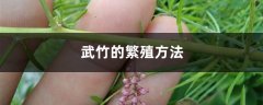 武竹的繁殖方法