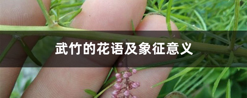 武竹的花语及象征意义 武竹的花语及象征意义