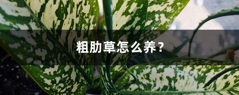 粗肋草怎么养? 粗肋草怎么养?
