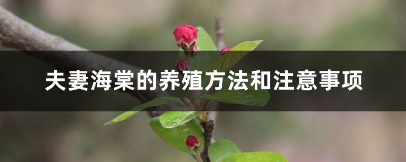 夫妻海棠的养殖方法和注意事项