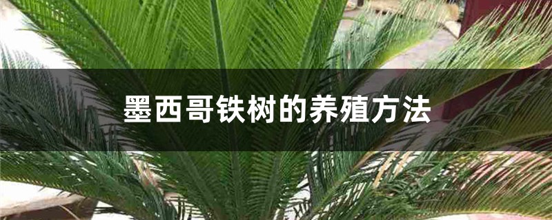 墨西哥铁树的养殖方法 墨西哥铁树的养殖方法