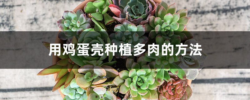 用鸡蛋壳种植多肉的方法 用鸡蛋壳种植多肉的方法