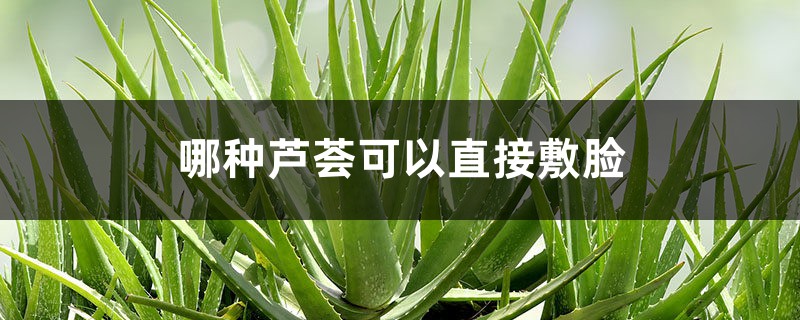 哪种芦荟可以直接敷脸 哪种芦荟可以直接敷脸