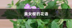 美女樱的花语