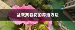 盆栽芙蓉花的养殖方法