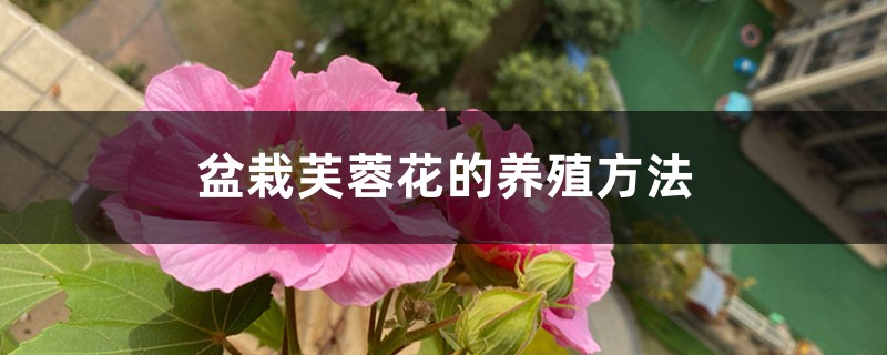 盆栽芙蓉花的养殖方法 盆栽芙蓉花的养殖方法