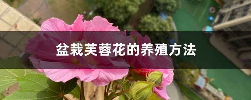 盆栽芙蓉花的养殖方法