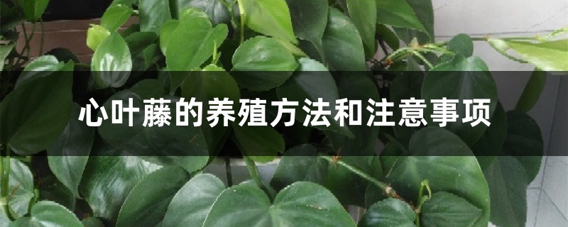 心叶藤的养殖方法和注意事项