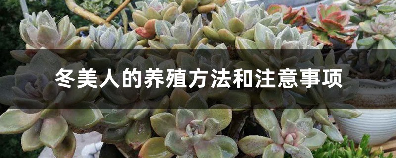 冬美人的养殖方法和注意事项 冬美人的养殖方法和注意事项