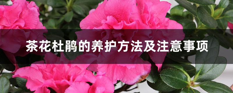 茶花杜鹃的养护方法及注意事项