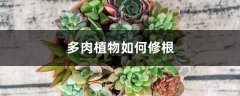 多肉植物如何修根