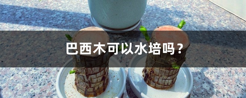 巴西木可以水培吗? 巴西木可以水培吗?