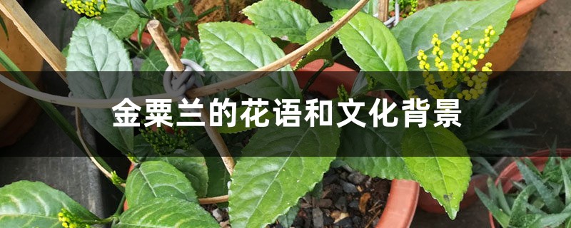 金粟兰的花语和文化背景 金粟兰的花语和文化背景